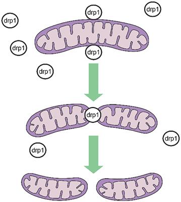 Role of GTPase-Dependent Mitochondrial Dynamins in Heart Diseases